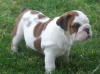 bulldog-for-sale-for-home