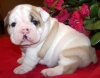English-Bull-Dog-Puppies-For-New-Homes-