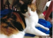 Especially-Loving-Beautiful-Calico