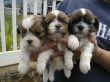 SHIH-TZU-PUPPIES-RAEDY-TO-GO-