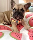 French-Bulldog-Puppies-awaits-new-homes