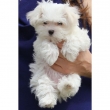 Healthy-Male-and-Female-Maltese-puppies