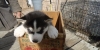 Siberian-Husky-Puppies-For-Sale